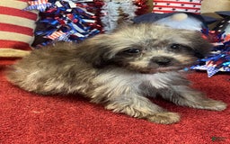 Maltipoo dogs for sale: Frosty - Image 1