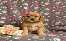 Cockapoo dogs for sale: Ella - Image 1