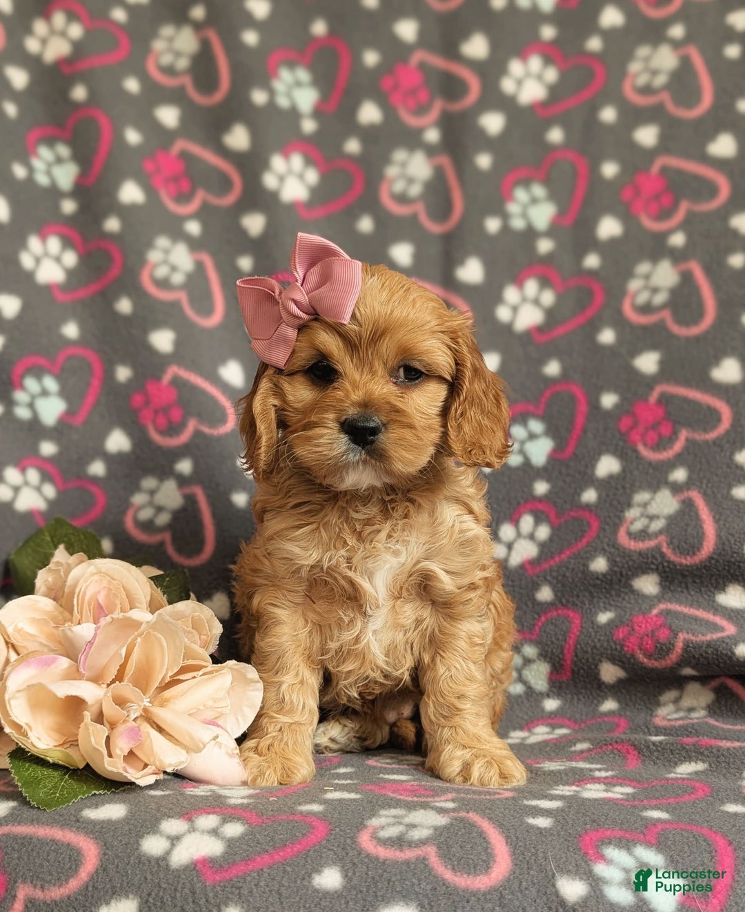 Cockapoo dogs for sale: Ella - Image 1
