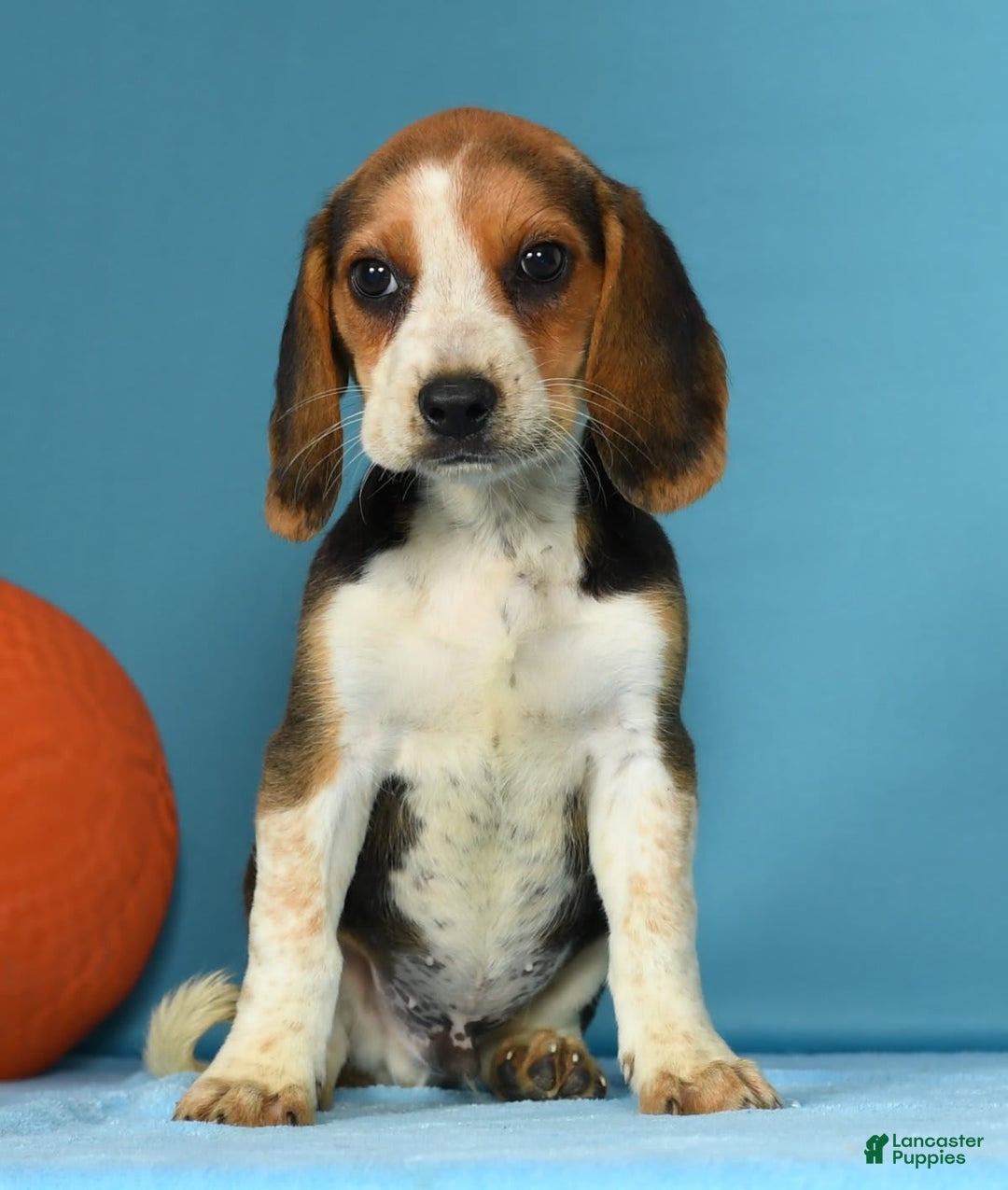 Beagle dogs for sale: Tawny - Image 4