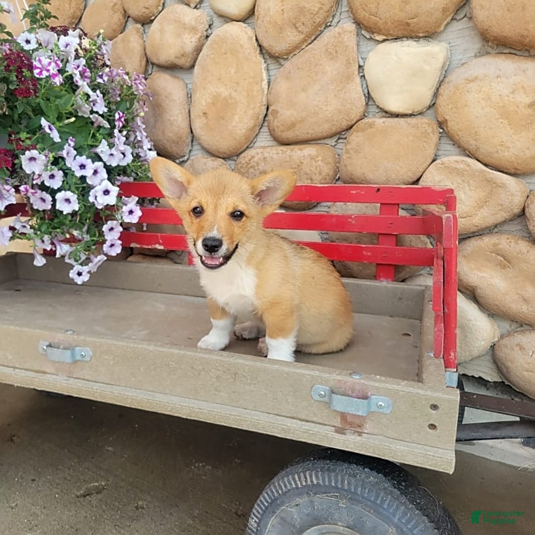 Welsh Corgi Pembroke dogs for sale: Paul - Image 3