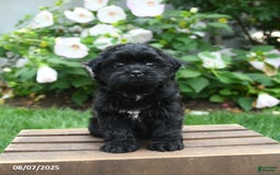 Teddy Bear dogs for sale: Jupiter - Image 4