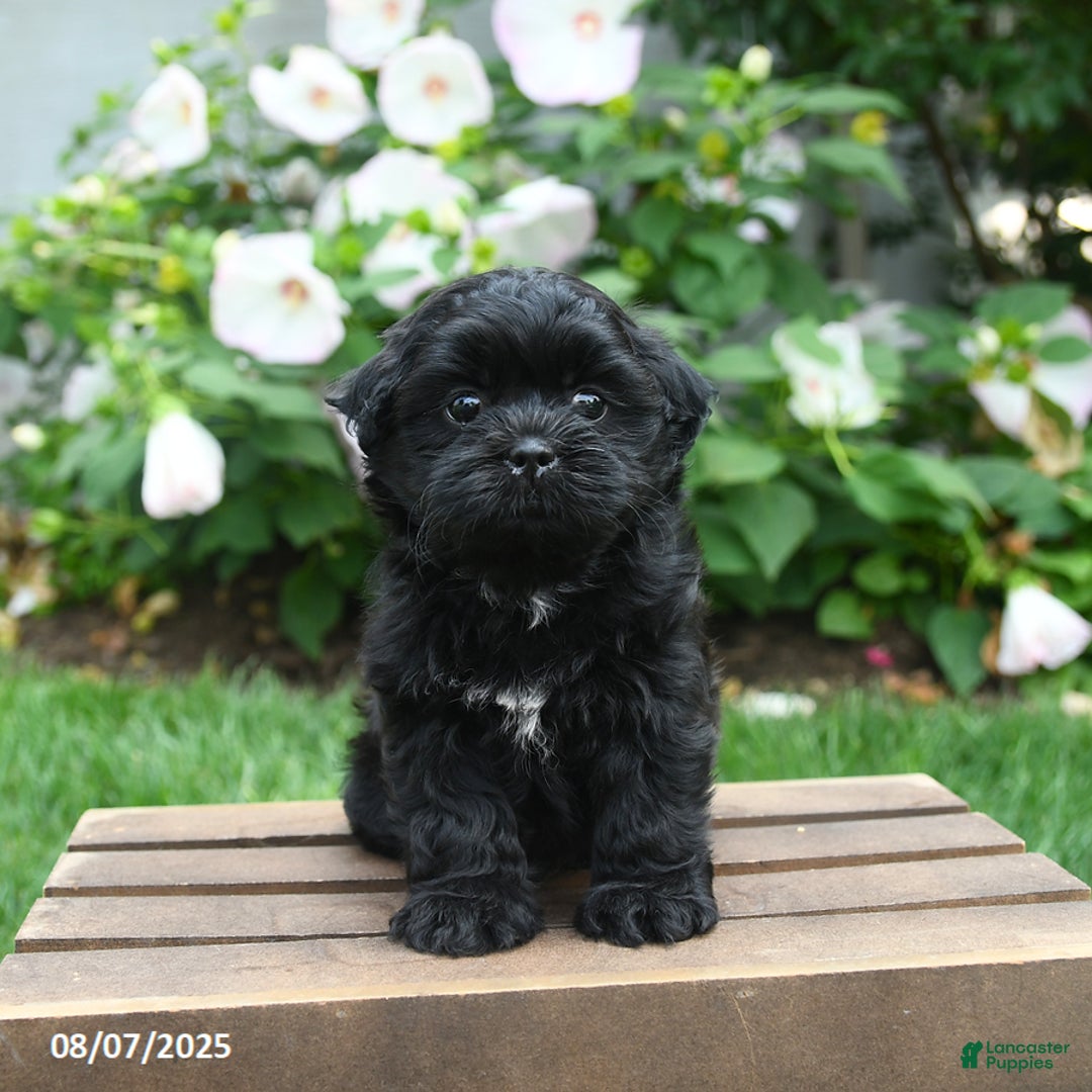 Teddy Bear dogs for sale: Jupiter - Image 4