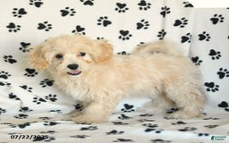 Cavapoo dogs for sale: Ace - Image 9