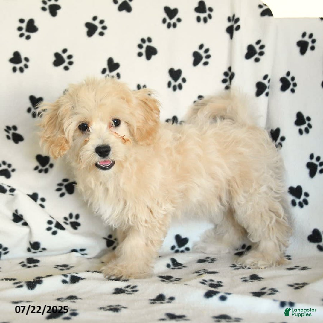 Cavapoo dogs for sale: Ace - Image 9