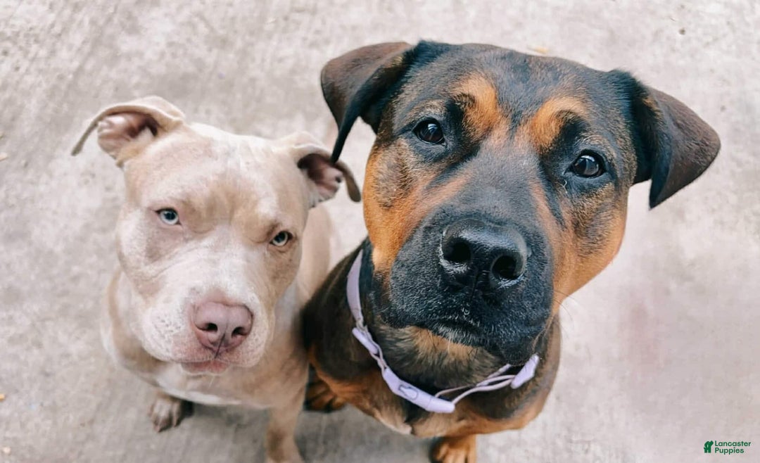 American Pit Bull Terrier dogs for sale: Pink - Image 9