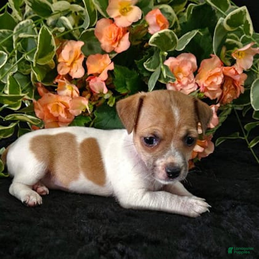 Jack Russell Terrier dogs for sale: Lorie - Image 2