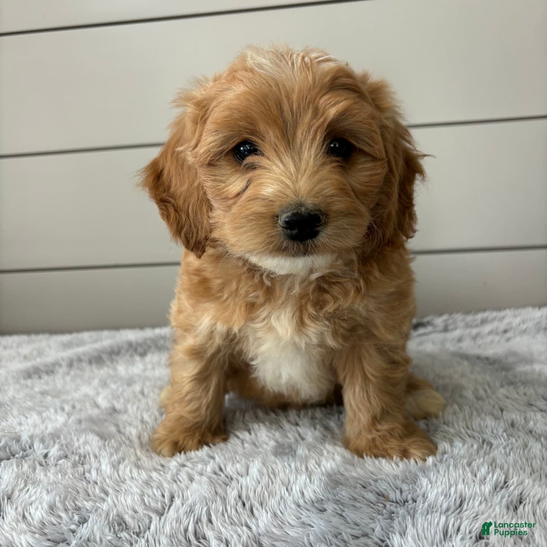  dogs for sale: Mini Goldendoodle 7 puppies - Image 9