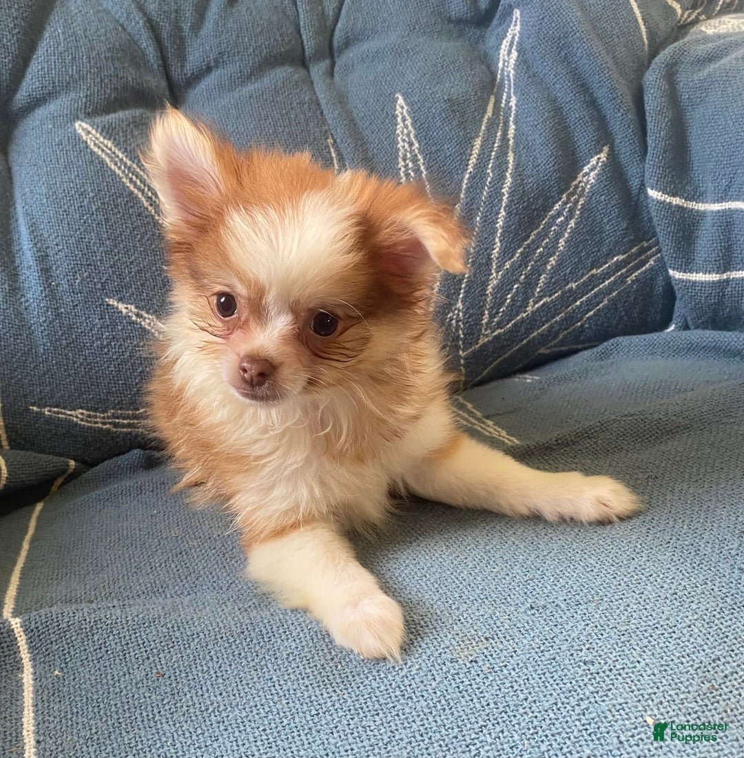 Pomchi dogs for sale: Bitsy - Image 6