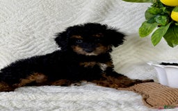 Cockapoo dogs for sale: Cockapoo 5 puppies - Image 20