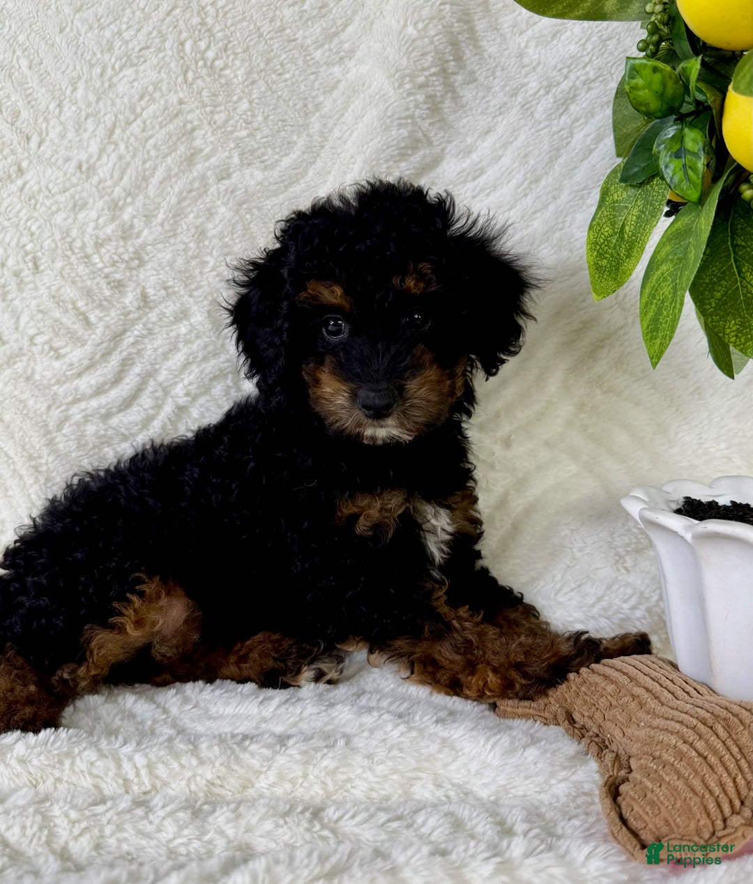 Cockapoo dogs for sale: Cockapoo 5 puppies - Image 20