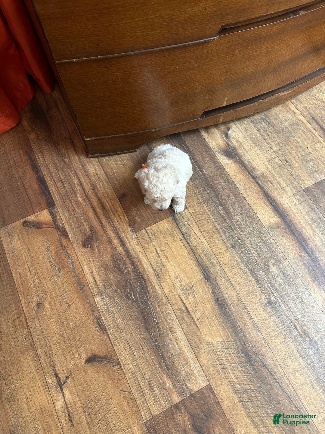 Bichpoo dogs for sale: Grady - Image 1