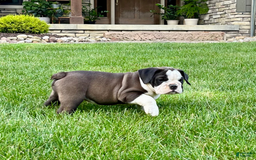 English Bulldog dogs for sale: Sawyer - Image 5