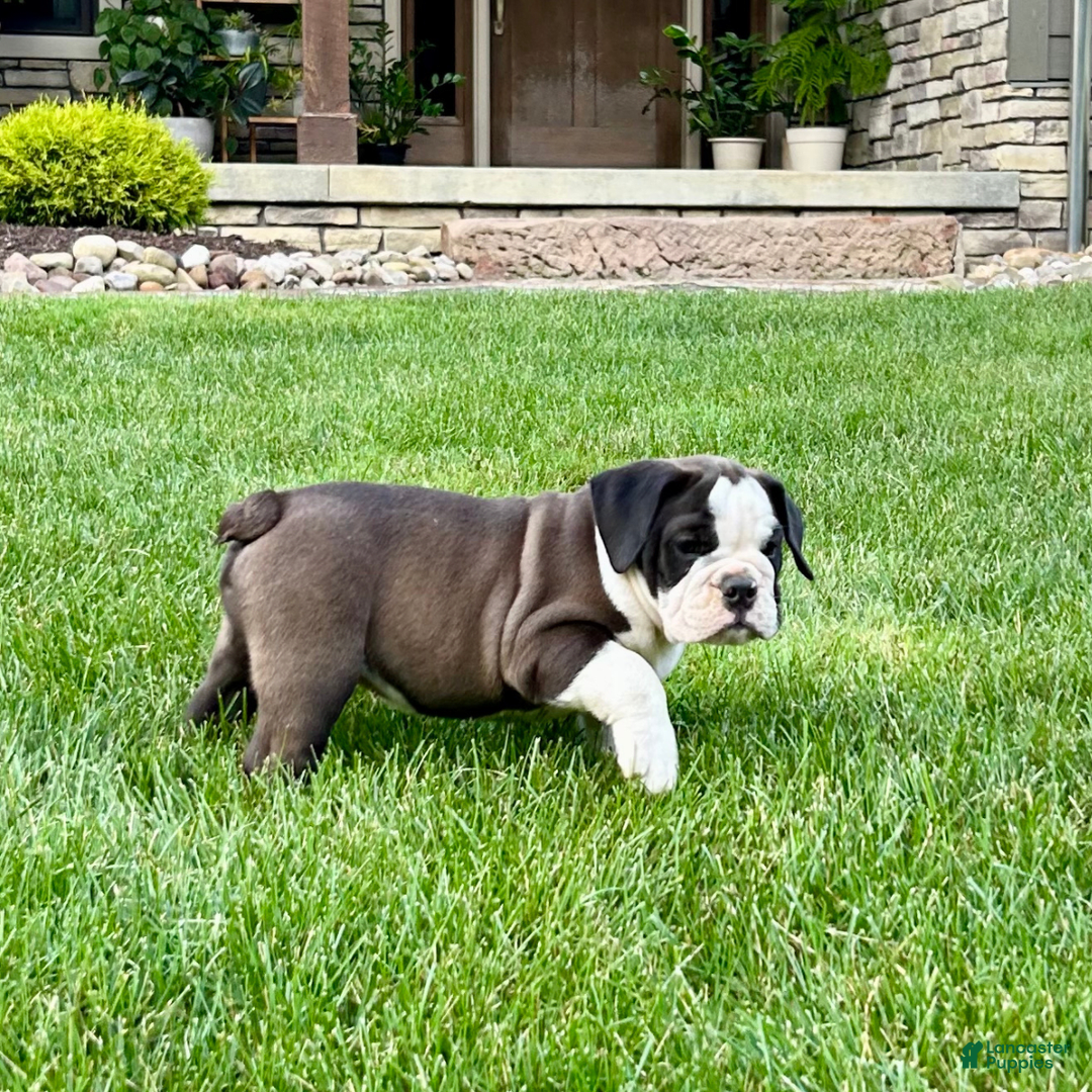 English Bulldog dogs for sale: Sawyer - Image 5
