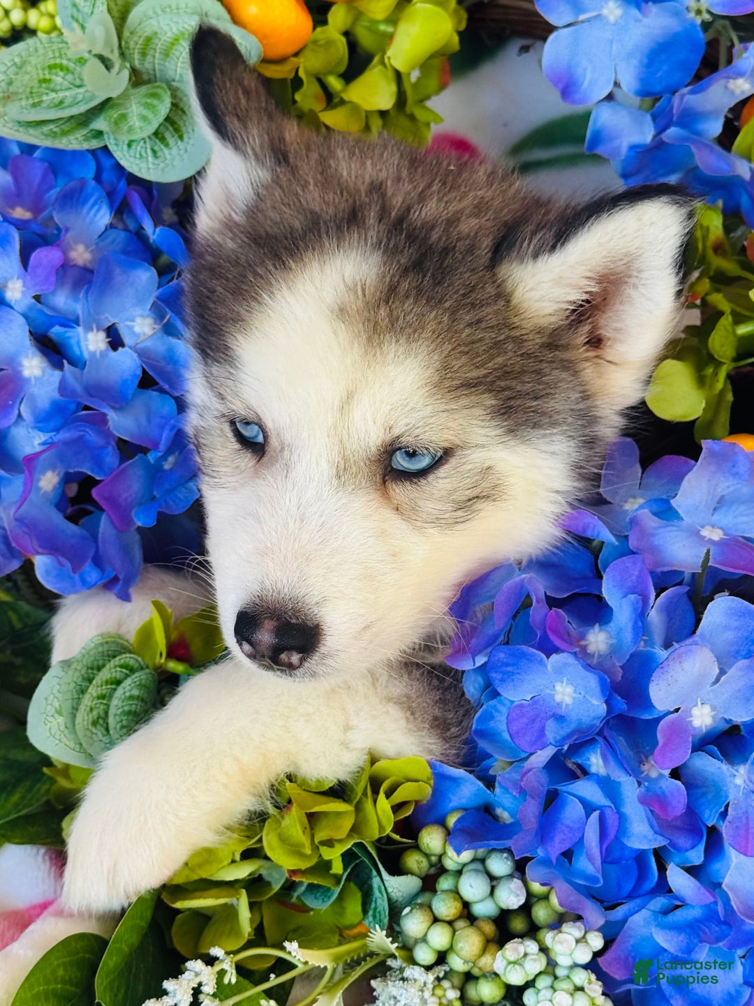 Siberian Husky dogs for sale: Juno - Image 3