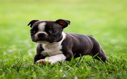 Boston Terrier dogs for sale: Patty - Image 5