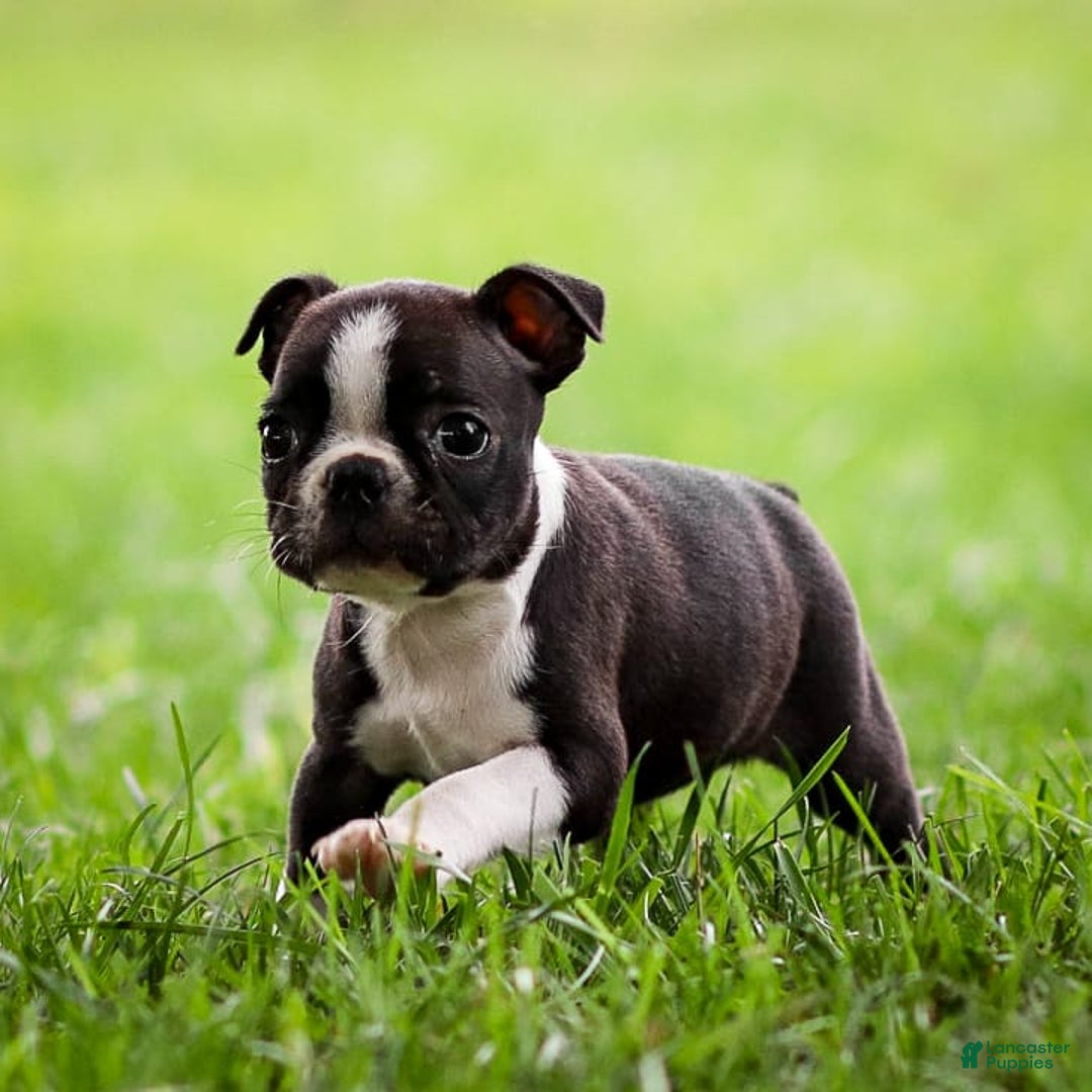 Boston Terrier dogs for sale: Patty - Image 5