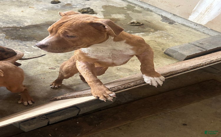 American Pit Bull Terrier dogs - Advert 35