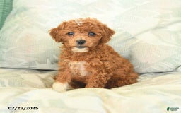 Miniature Poodle dogs for sale: Tinkerbell - Image 4