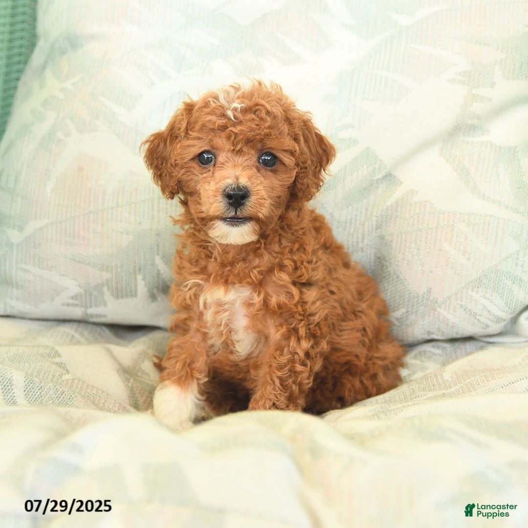Miniature Poodle dogs for sale: Tinkerbell - Image 4