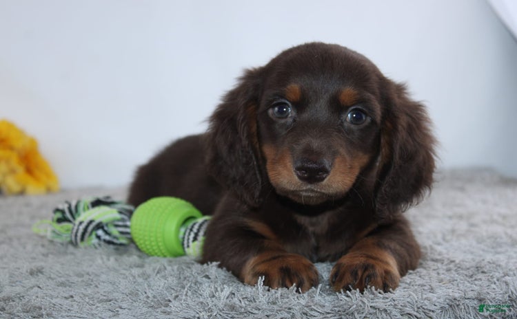 Miniature Dachshund dogs for sale - Ad 2