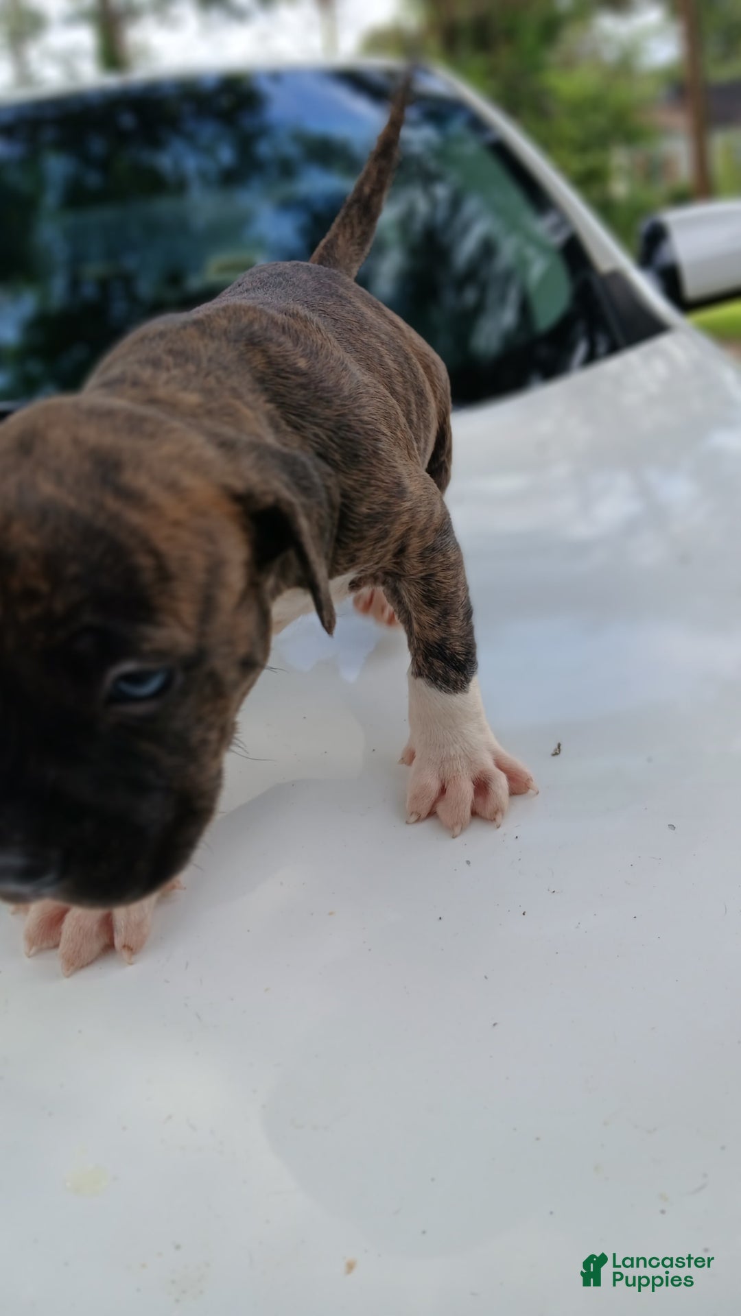 American Pit Bull Terrier dogs for sale: Guage - Image 14