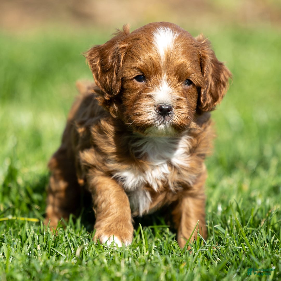 Cavapoo dogs for sale: Toby - Image 2