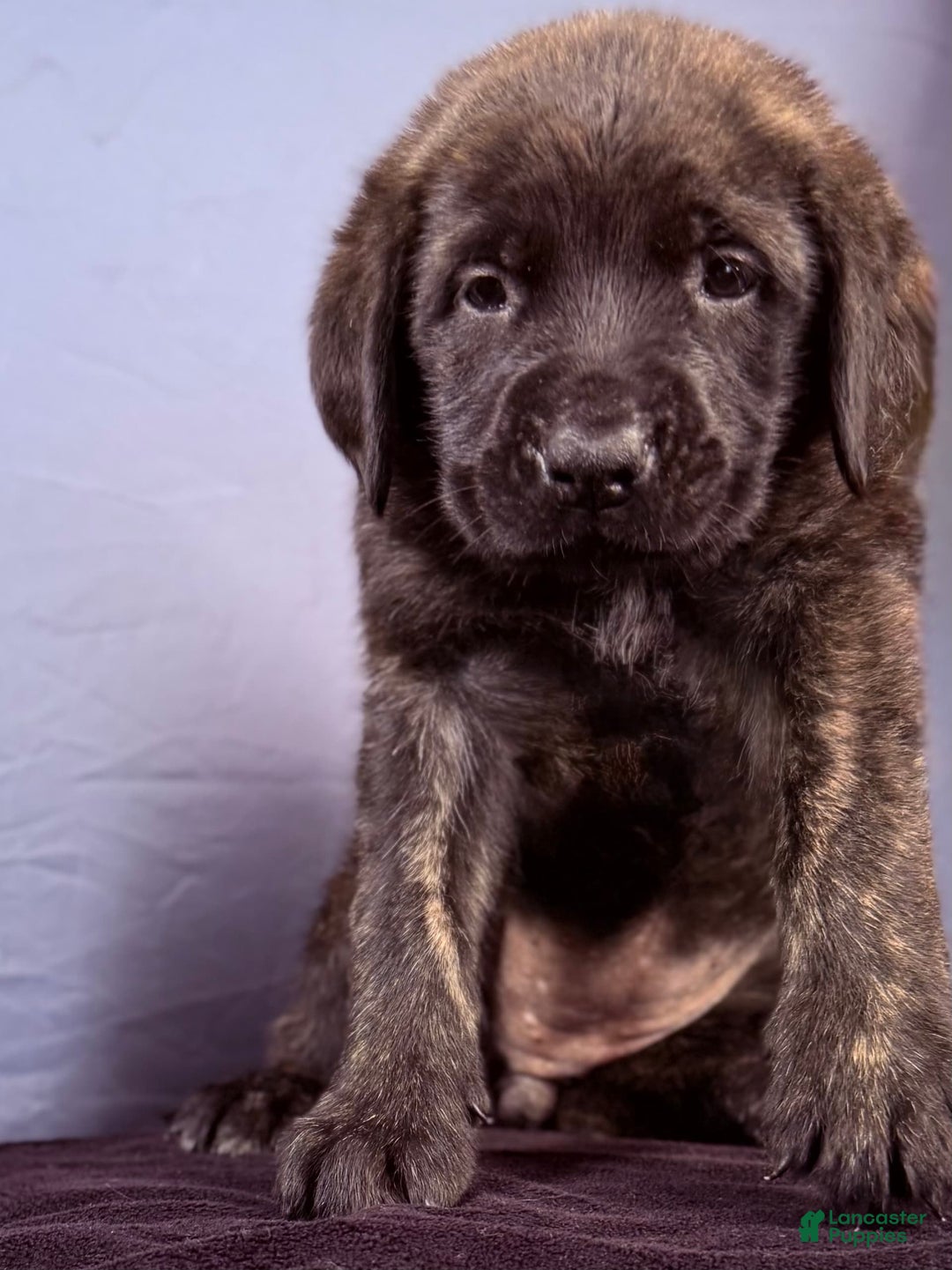 English Mastiff dogs for sale: Angel - Image 3
