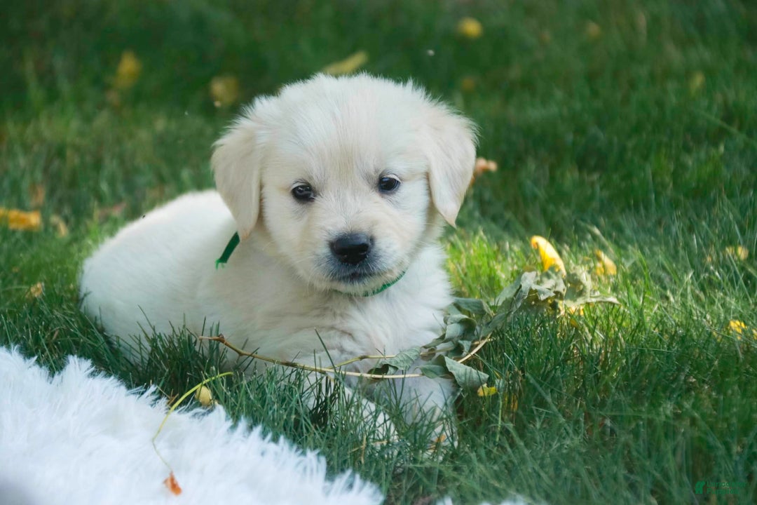 Golden Retriever dogs for sale: Tawny - Image 26