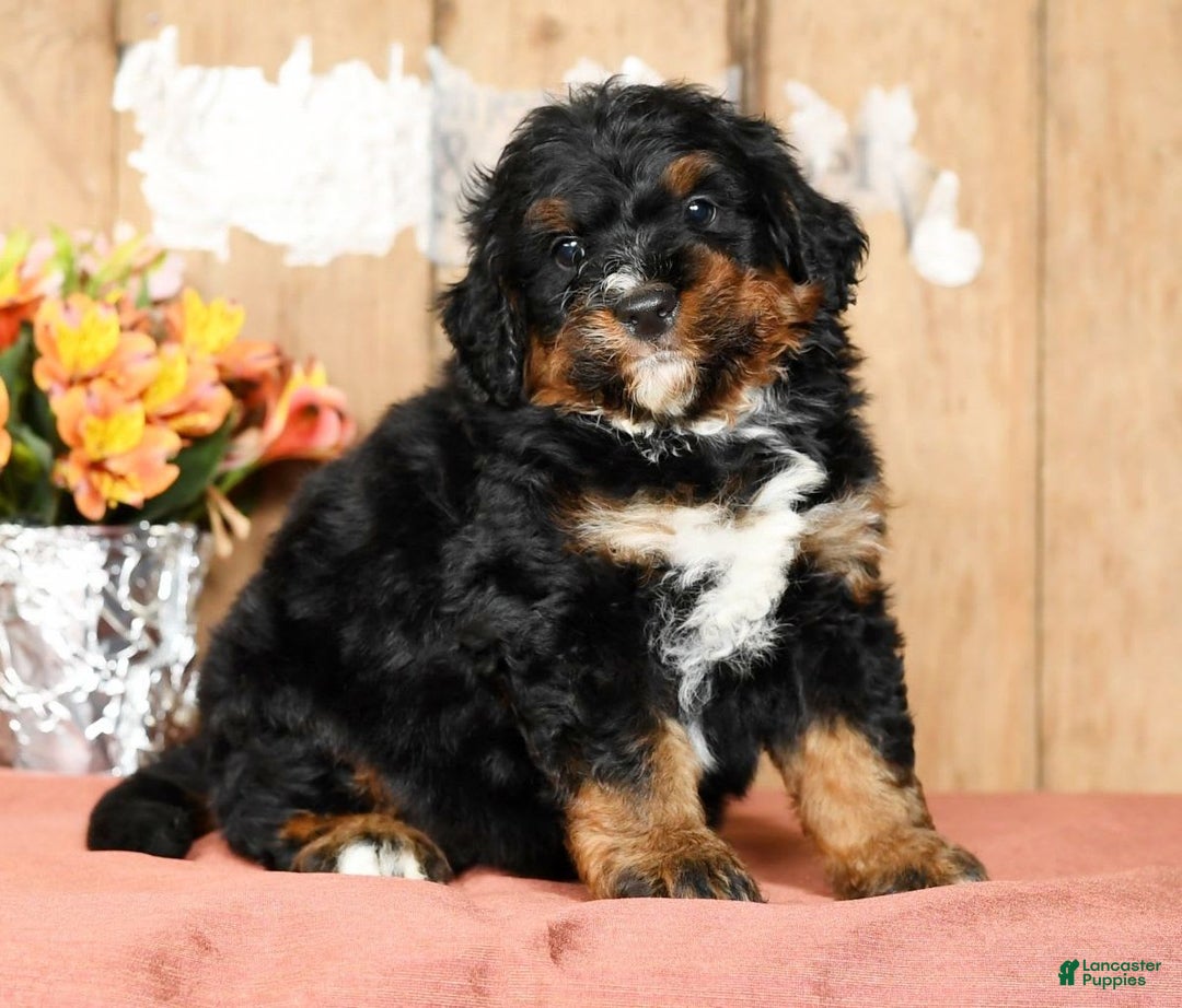 Mini Bernedoodle dogs for sale: Tate - Image 4