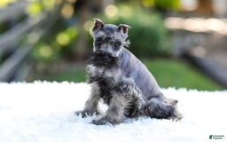 Miniature Schnauzer dogs for sale: Bentley - Image 5