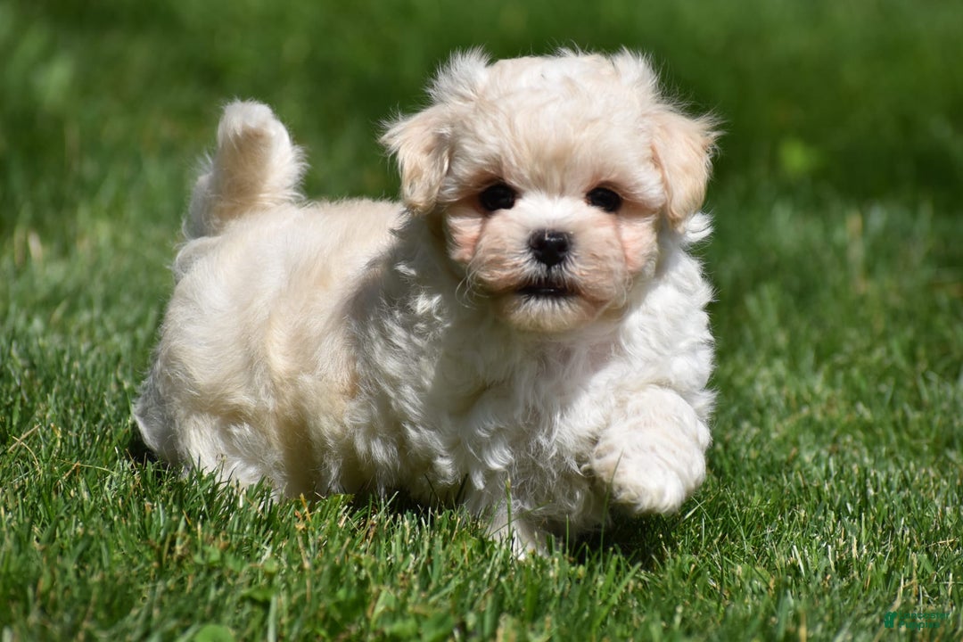 Maltipoo dogs for sale: Sandy - Image 1