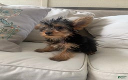 Yorkshire Terrier dogs for sale: Max - Image 3
