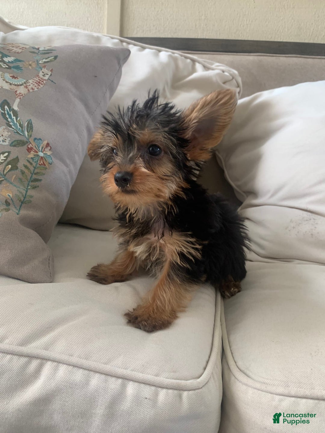 Yorkshire Terrier dogs for sale: Max - Image 3