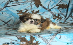 Shih Tzu dogs for sale: Stella - Image 3