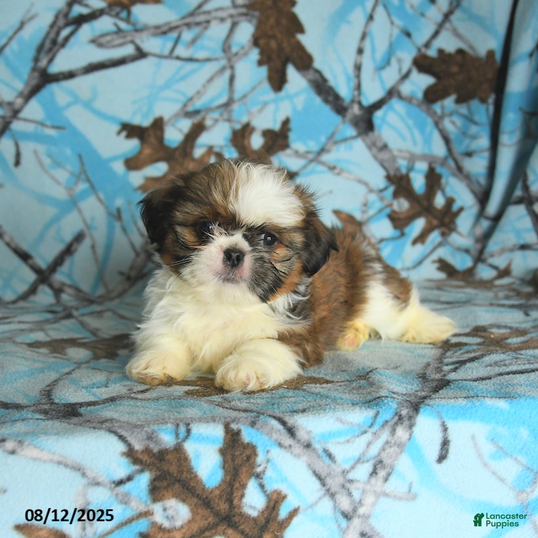 Shih Tzu dogs for sale: Stella - Image 3