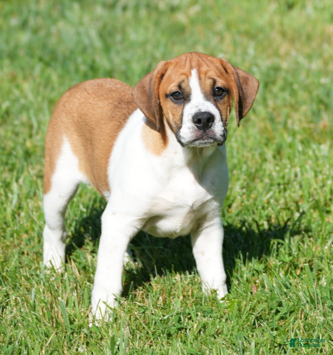 Beabull dogs for sale: Angie - Image 11