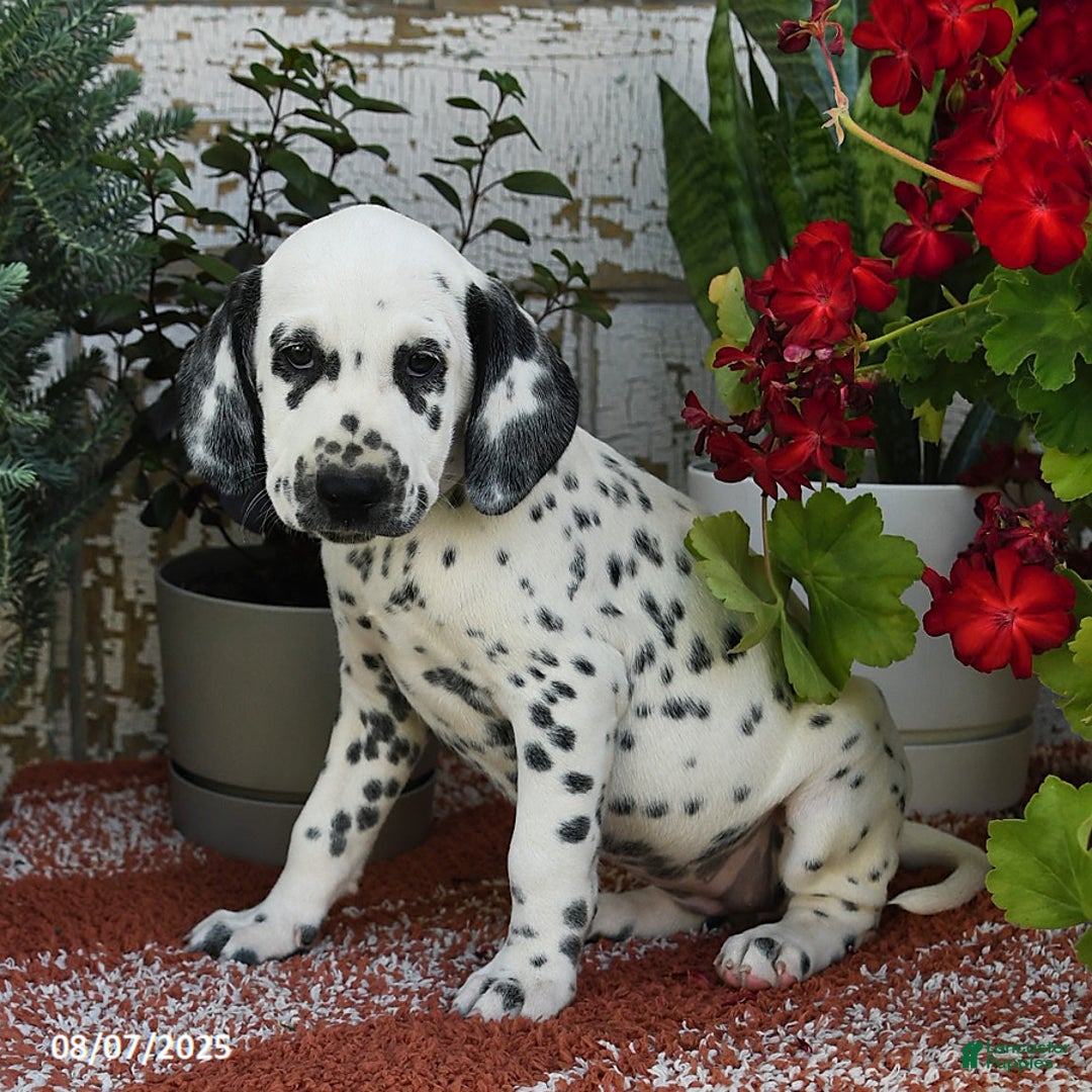 Dalmatian dogs for sale: Heidi - Image 4