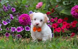 Maltipoo dogs for sale: Timmy - Image 3