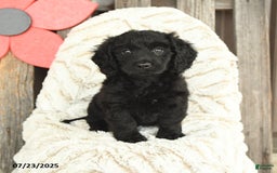 Mini Goldendoodle dogs for sale: Micky - Image 1