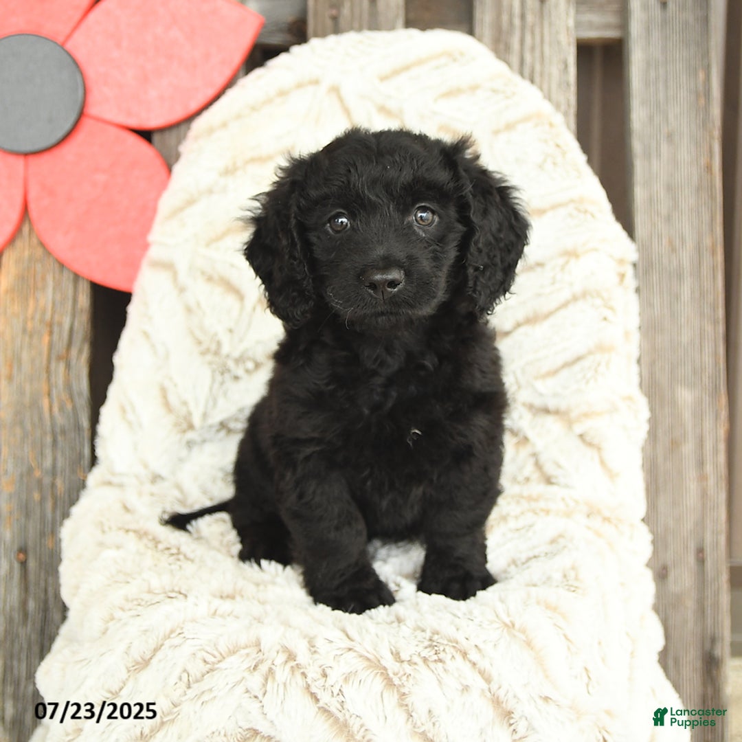 Mini Goldendoodle dogs for sale: Micky - Image 1