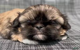 Shih Tzu dogs for sale: Minnie - Image 3
