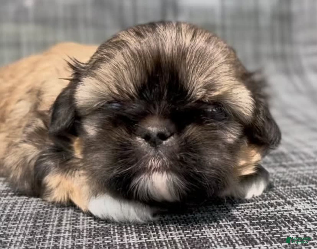 Shih Tzu dogs for sale: Minnie - Image 3