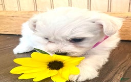 Bichon Frise dogs for sale: Betsy - Image 2