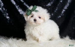 Maltese dogs for sale: Lil Casper - Image 2