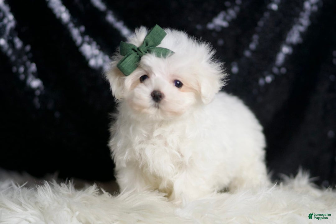 Maltese dogs for sale: Lil Casper - Image 2