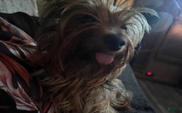 Yorkshire Terrier dogs for sale: Rainy - Image 4