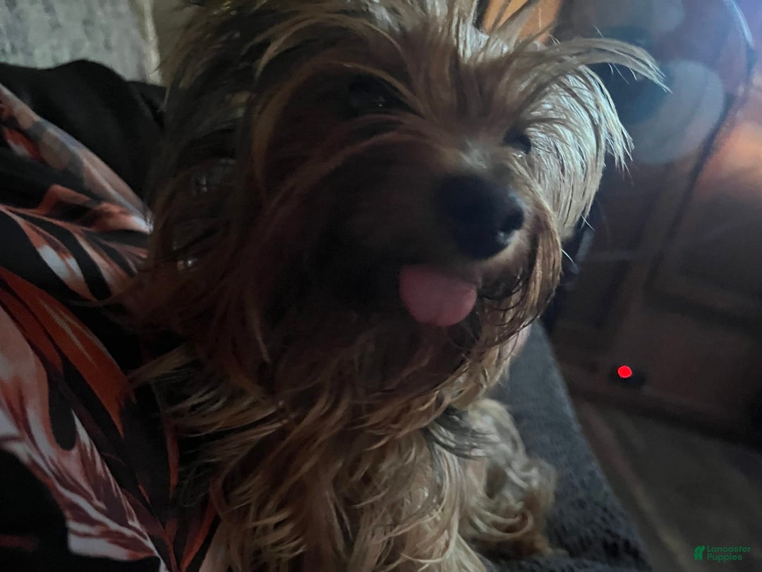 Yorkshire Terrier dogs for sale: Rainy - Image 4
