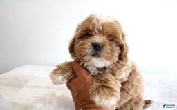 Shihpoo dogs for sale: Linc - Image 6