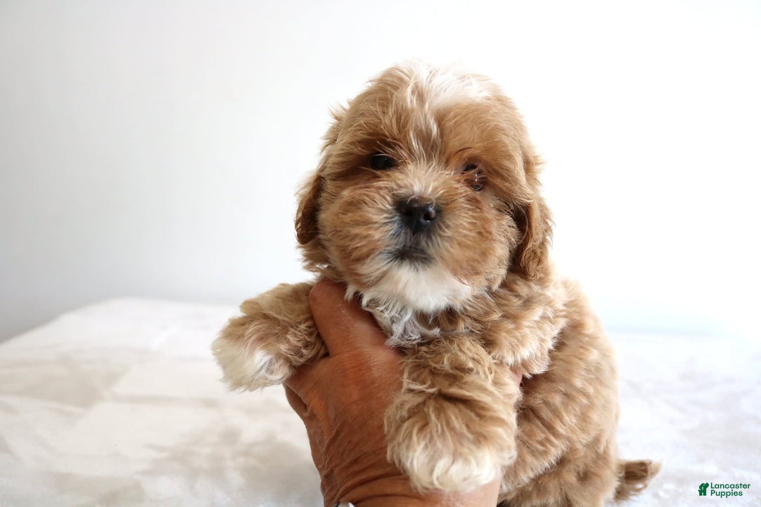 Shihpoo dogs for sale: Linc - Image 6